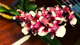 Plant Orchid Care  Oncidium Heaven Scent Redolence Chocolate Scented [upl. by Ondrej]