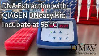 DNA Extraction with QIAGEN DNeasy Kit Incubate at 56°C [upl. by Ah]