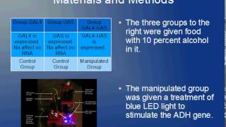 The Stimulation of the ADH Gene in Drosophila melanogaster using Optogenetics [upl. by Ariew526]