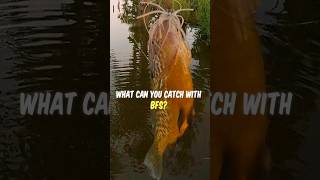 BFS Fishing What can you catch with ultralight lures 🎣 [upl. by Fine]