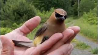 CEDAR WAXWING [upl. by Aelem]