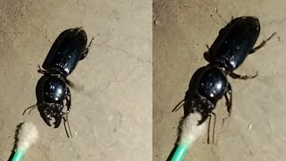 black beetle cotton bite at night with beetle walking my house at night animalloverrina [upl. by Nwahsat]