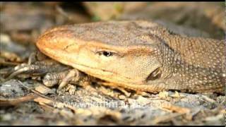 Monitor Lizard Bharatpur [upl. by Llednik]