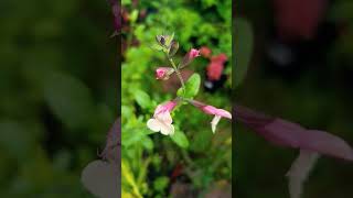 Salvia microphylla Candle glow [upl. by Annaerdna209]