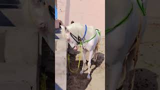 punjabisong punjabi music horse horselover animalsounds the legend of Long [upl. by Aurore]