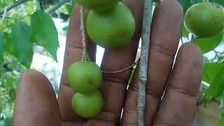 Guyanese fruit Psidium [upl. by Norma]