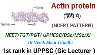 Actin protein  Tropomyosin  Troponin  NEET  PGT  TGT  MSc  BSc  UPHESC  CNET [upl. by Edik429]