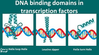 DNA Binding motifs overview [upl. by Olleina892]