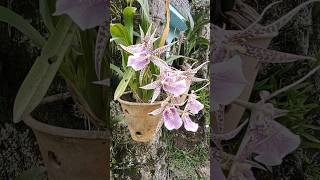 orquídea brassia ou aranha simplesmente lindaaa [upl. by Adnoraj]