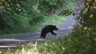 2016 Black Bear Hunt Huge coastal black bear taken by Gary and his 325 WSM [upl. by Ydnik]