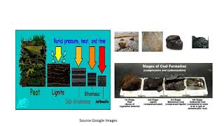 Application of Palynology in Coal amp Oil exploration [upl. by Lillian]