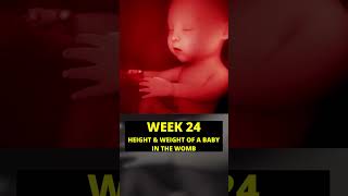 24 weeks pregnant  baby growth in pregnancy  week by week pregnancy [upl. by Anikat501]