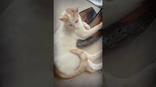 Mickey darling lying on Ammas shoes🥰🥰🥰❤️😜Please subscribe🙏🏿 [upl. by Argella]