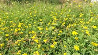 Birds chirping and bees buzzing in the flowers [upl. by Asli57]