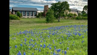 Texas wildflowers at the Lady Bird Johnson Centre [upl. by Hacissej]