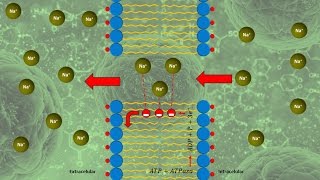Mecanismo de transporte de la membrana celular [upl. by Etezzil10]