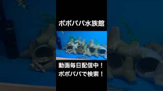 【衝撃映像】タコとエソの対決の結果が衝撃過ぎた！【ポポパパ水族館】 釣り ポポパパ水族館水槽タコ [upl. by Cohby]