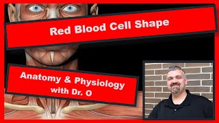 Red Blood Cell Shape Anatomy and Physiology [upl. by Fayette]