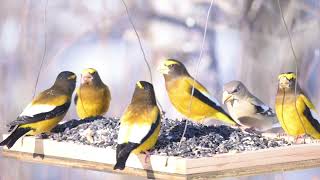 Evening Grosbeak at the SaxZim Bog [upl. by Girardi]