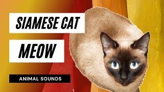 The Animal Sounds Siamese Cat Meow Sound  Sound Effect  Animation [upl. by Faustena]