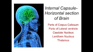 9 Internal Capsule Horizontal Section of Brain [upl. by Tamanaha]