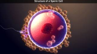 Structure of a Sperm Cell [upl. by Acirrej]