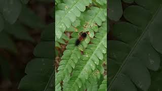 Woolly bear caterpillar [upl. by Haianeb]