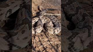 Highly venomous Juvenile Canebrake Rattlesnake snake venomoussnake rattlesnake [upl. by Chee]