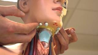 Clinical Examination  Head and Neck Lymph nodes [upl. by Tara377]