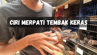 CIRICIRI MERPATI TEMBAK KERAS  RAHASIA RABAAN KATURANGGAN [upl. by Smiga]