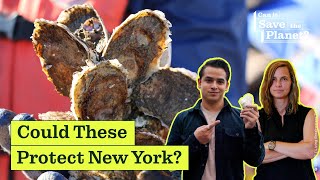 Can Oysters Save the Planet [upl. by Gabbie]