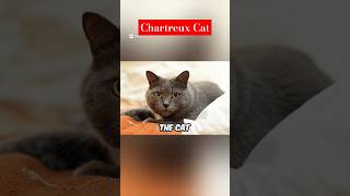 Chartreux Cat [upl. by Atteynot733]