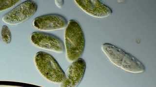 Paramecium bursaria [upl. by Sajet]