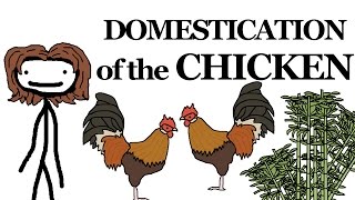 Why the Chicken Got Domesticated [upl. by Apilef]