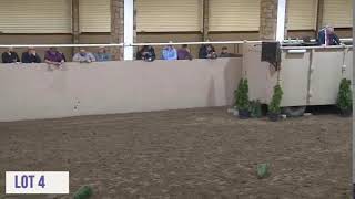 Cavan Equestrian Center Sale [upl. by Camarata]