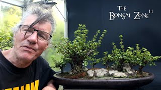 Pruning My Portulacaria afra Forest The Bonsai Zone July 2024 [upl. by Podvin]