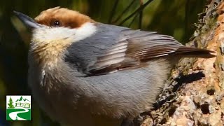 Nuthatch bird call  song  sound amp eating habits  Brown headed [upl. by Namreg]