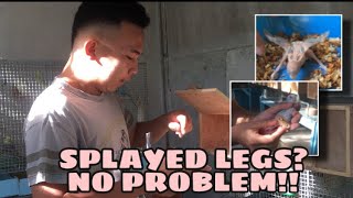 HOW TO CURE SPLAYED LEGS BUDGERIGARS CHICKS l EFFECTIVE AND EASY WAY l KFA [upl. by Yaluz]