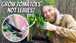 How to PRUNE  POLLINATE Any Tomato Plant  The Most Effective Strategies [upl. by Yrag]