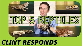 Top 5 Reptiles For Beginners Clint Responds [upl. by Eelahc]