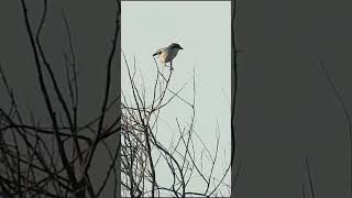 Iberian Grey Shrike birdenthusiast nature wildlife birdwatching [upl. by Maison26]