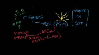 Nociception 2 of 4 CFibers and Motor Effects [upl. by Ettelrahc]