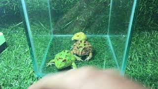 Frog Feast Hilarious Munching Madness😁😄 [upl. by Slavic]