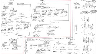 Microbiology Algorithm Gram Positive Cocci [upl. by Einafit260]