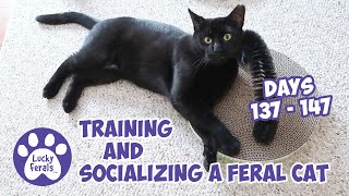 Training And Socializing A Feral Cat  Part 16  Days 137  147  Cat Video Compilation [upl. by Bonar]