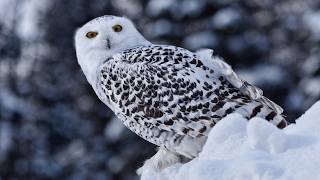 Owls of North America and their Calls [upl. by Eentruok79]