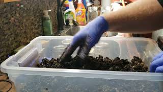 How to do a manure based substrate and easy pasturizeing method [upl. by Neila]