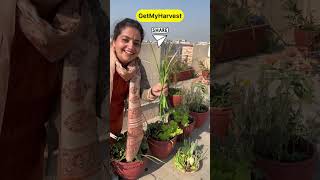 December ka Harvest from Terrace Garden  Itni badi Knol Knol  Karonda aur kya kya shorts [upl. by Niasuh]