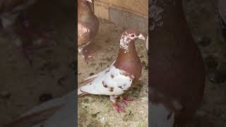 Wonderful pigeon  Meulemans [upl. by Boycey]