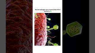 Bacteriophages or phages are virusessciencelover study today shorts new viral tranding [upl. by Nocaed]